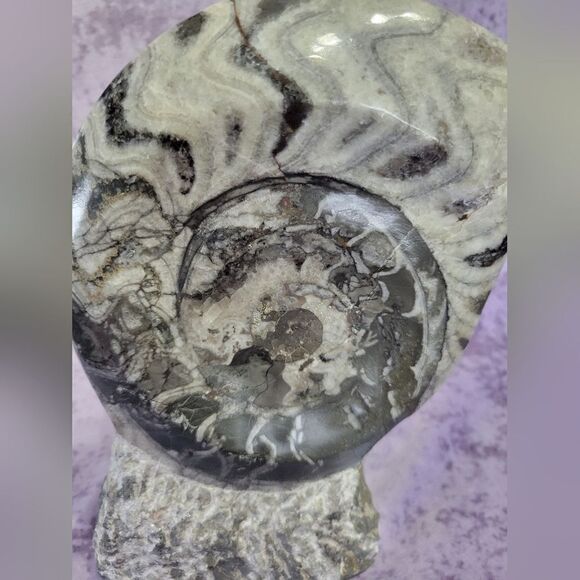 Ammonite & Goniatte Fossil Free Standing - Picture 5 of 9